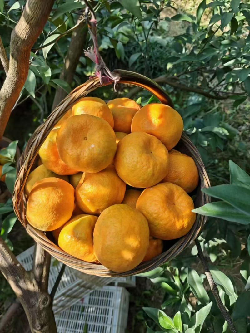 湖北长阳清江椪柑