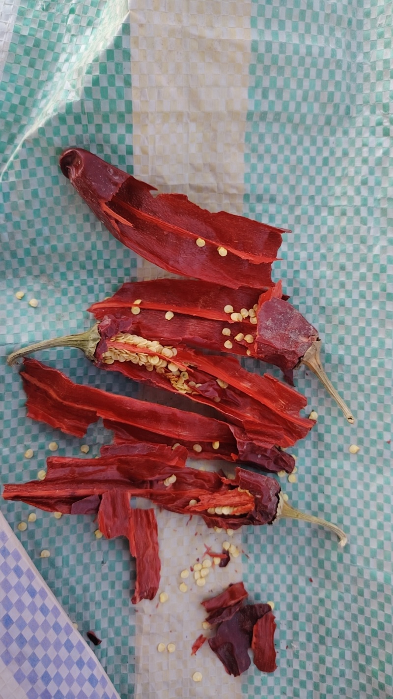 红龙23，二荆条干辣椒！