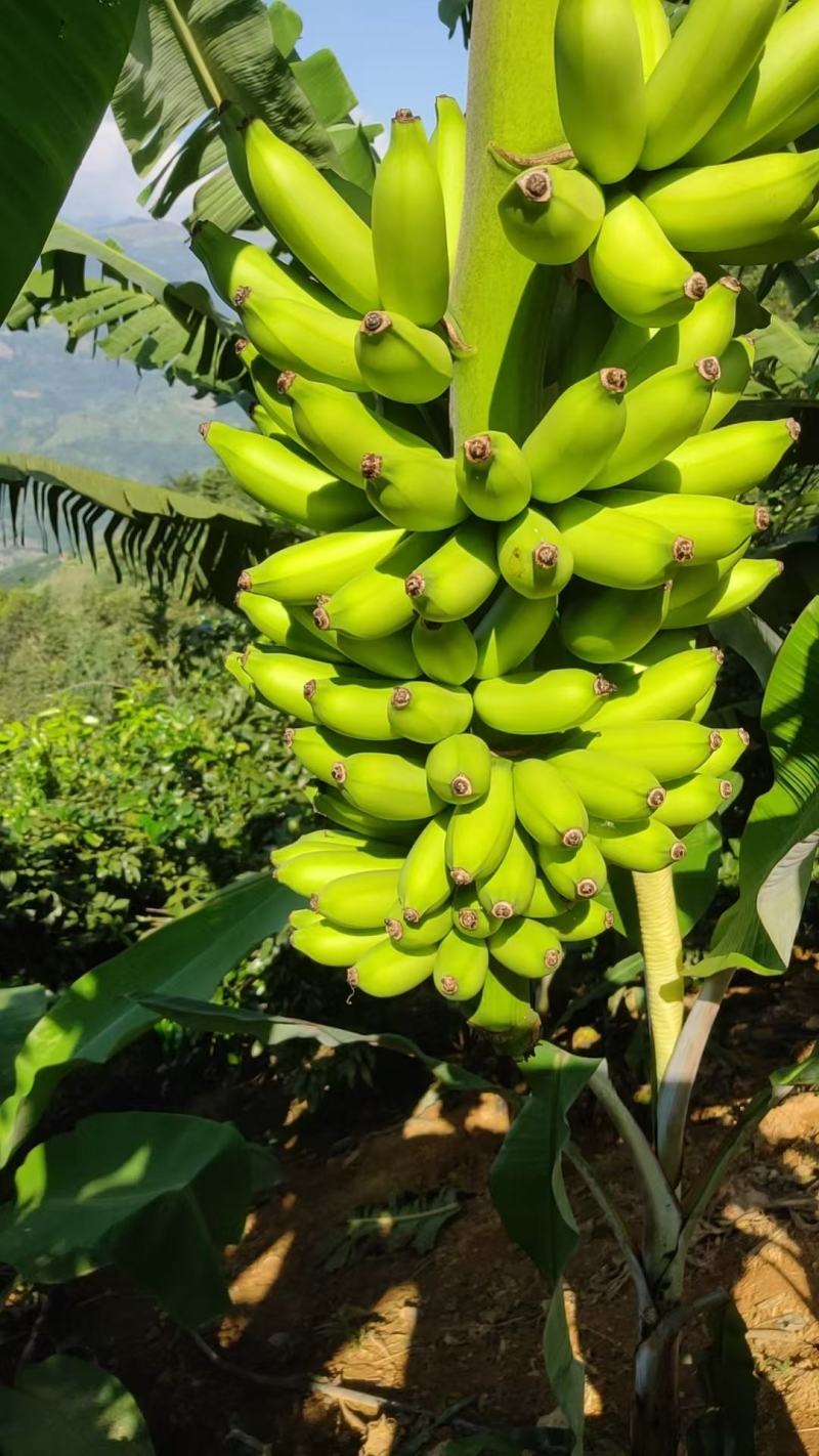 皇帝蕉