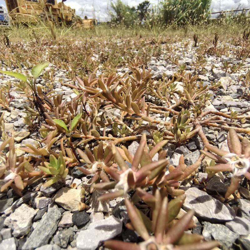 垂盆草苗、狗牙瓣苗、狗牙草苗、瓜子草苗、石指甲苗