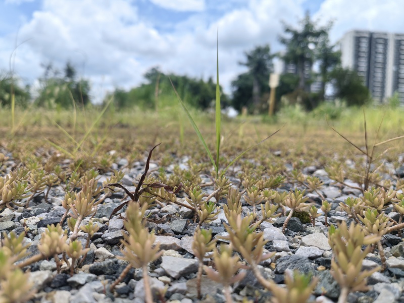 垂盆草苗、狗牙瓣苗、狗牙草苗、瓜子草苗、石指甲苗
