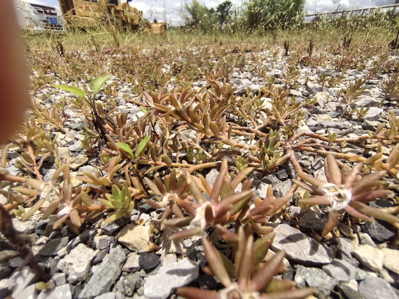 垂盆草苗、狗牙瓣苗、狗牙草苗、瓜子草苗、石指甲苗