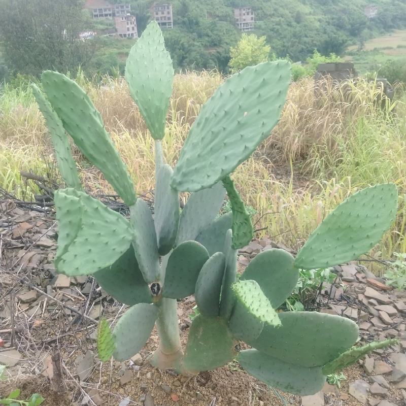 宝塔和云钻叶片大量出货，基地直发喔，保证质量