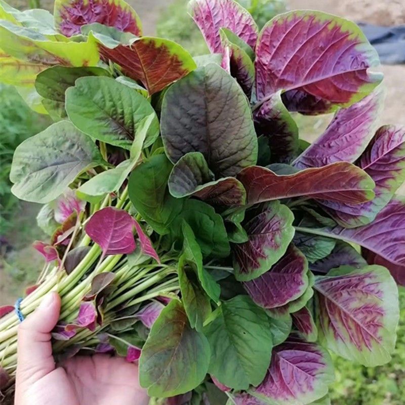 农之子鲜红糯米苋菜种子优质高产蔬菜耐热耐湿抗逆商品性佳春