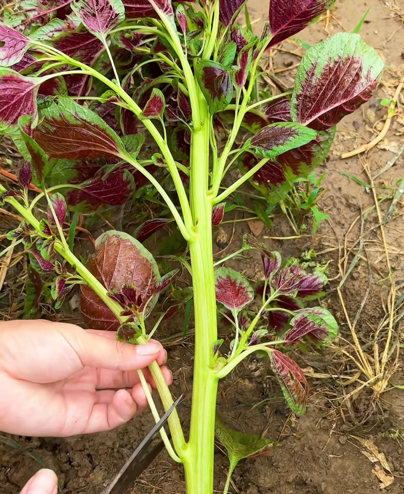 农之子鲜红糯米苋菜种子优质高产蔬菜耐热耐湿抗逆商品性佳春