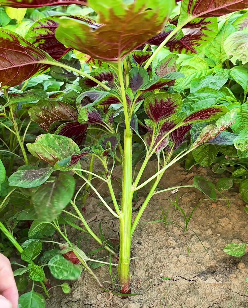农之子鲜红糯米苋菜种子优质高产蔬菜耐热耐湿抗逆商品性佳春