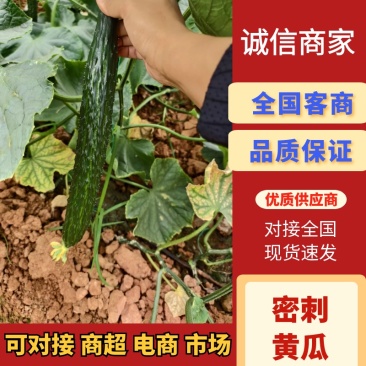 元谋一级黄瓜发车，每天定量不定价走车大量供应欢迎咨询来
