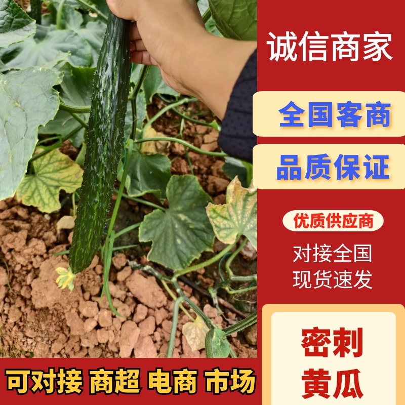 元谋一级黄瓜发车，每天定量不定价走车大量供应欢迎咨询来