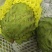 新鲜牛奶释迦果凤梨释迦果特大新鲜佛头果当季热带水果