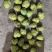 新鲜牛奶释迦果凤梨释迦果特大新鲜佛头果当季热带水果