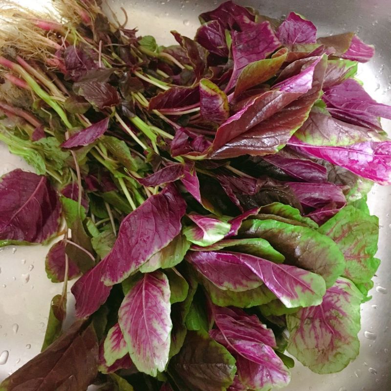 新创红花糯苋菜种子汉菜红苋菜早熟速生耐热耐寒四季蔬菜