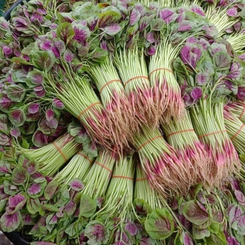 新创白梗红苋菜种籽高产早熟耐低温耐热圆叶软糯红苋菜种子