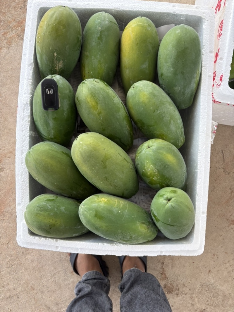 【推荐】广东电白大青木瓜基地直发品质保证欢迎联系