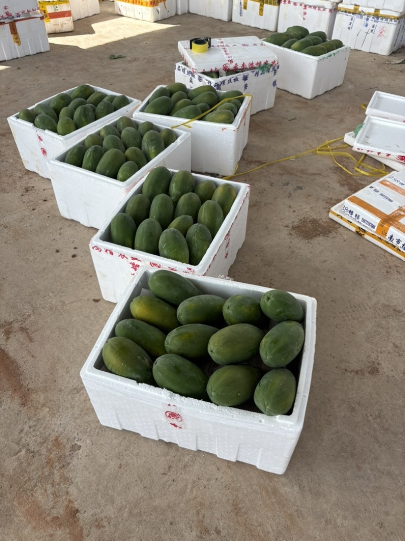 【推荐】广东电白大青木瓜基地直发品质保证欢迎联系