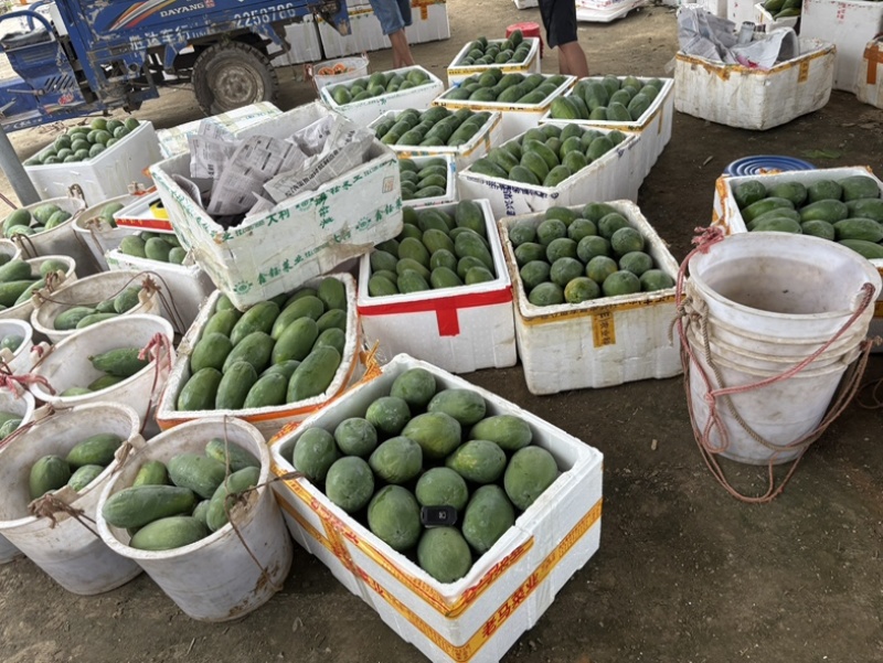 【推荐】广东电白大青木瓜基地直发品质保证欢迎联系