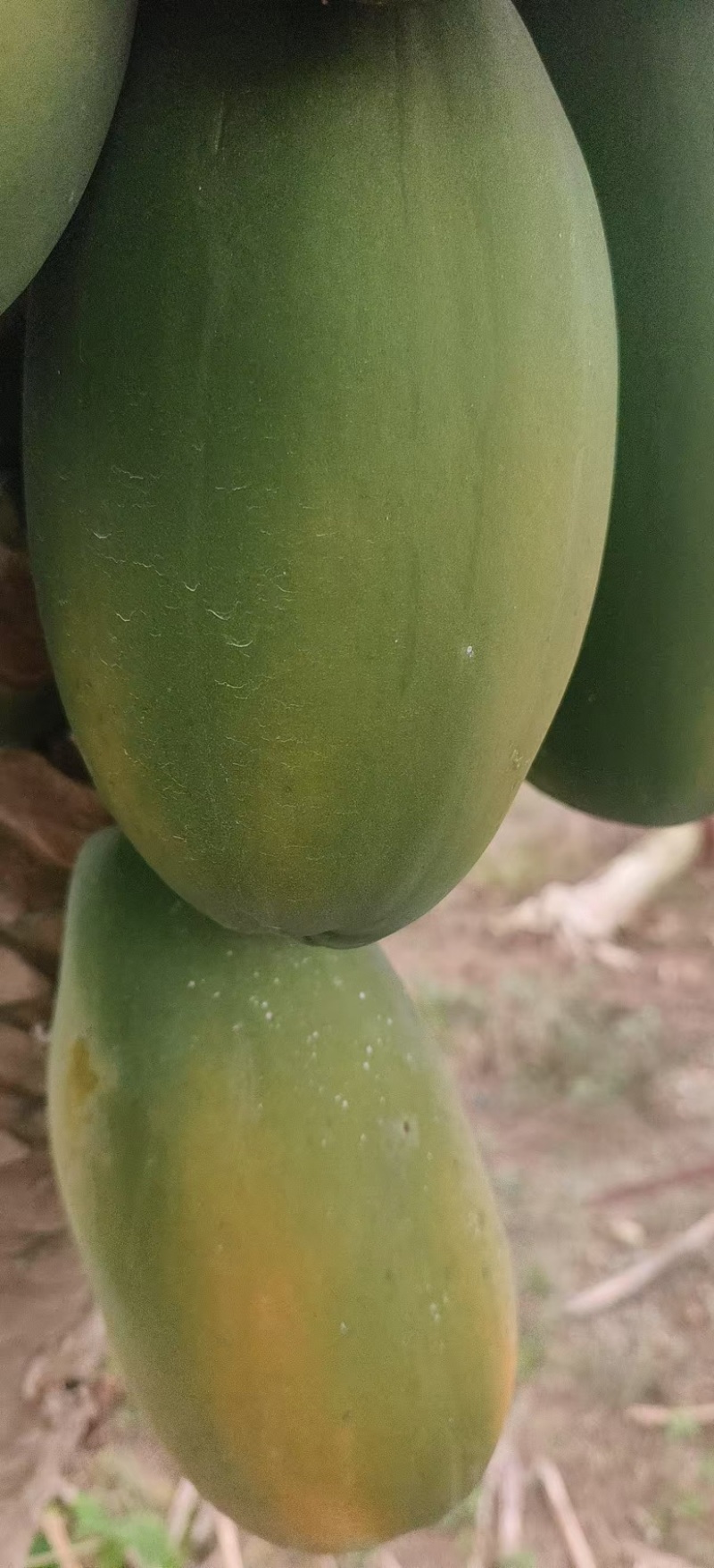 大量提供大青结心木瓜，广东茂名木瓜产地直发