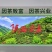 陕西白河春燕茶