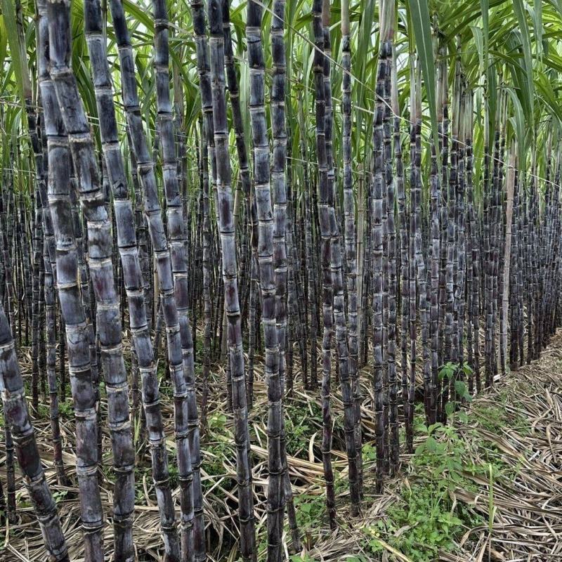 黑皮甘蔗产地直供大量现货品质保证价格优惠欢迎各位