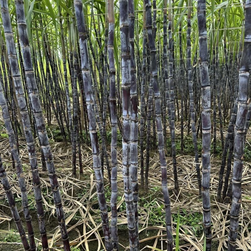 黑皮甘蔗产地直供大量现货品质保证价格优惠欢迎各位