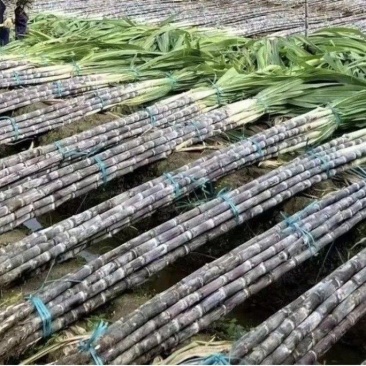 黑皮甘蔗安徽产地直供大量现货品质保证价格优惠