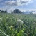 苤菜根（撇菜根）农户自销佤味牛皮菜根，四季种植