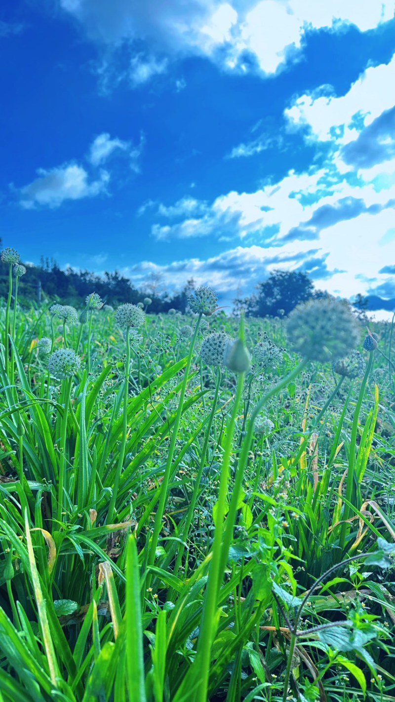 苤菜根（撇菜根）农户自销佤味牛皮菜根，四季种植