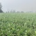 苤菜根（撇菜根）农户自销佤味牛皮菜根，四季种植