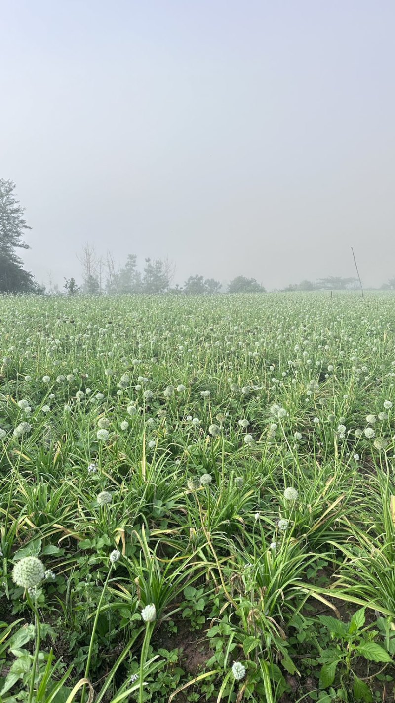 苤菜根（撇菜根）农户自销佤味牛皮菜根，四季种植