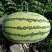 抗病少籽巨龙西瓜种子春夏季秋季超大巨型水果特大红瓤西瓜种