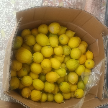 正宗广东香水柠檬一级二级黄果