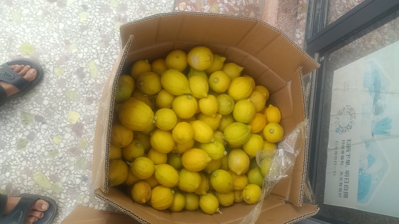 正宗广东香水柠檬一级二级黄果