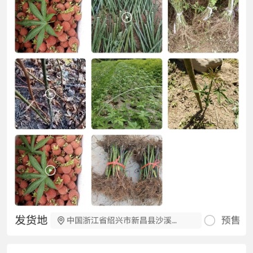 覆盆子苗