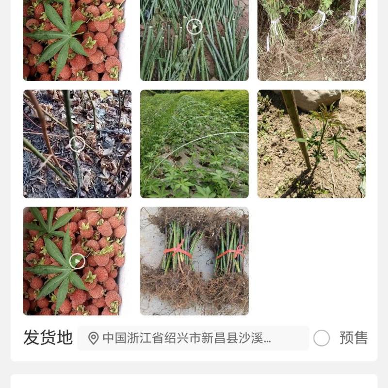 覆盆子苗