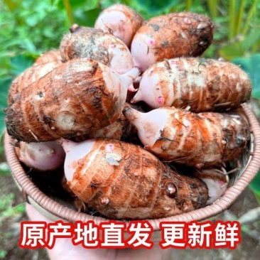 粉糯香滑红芽芋火爆现挖中现发