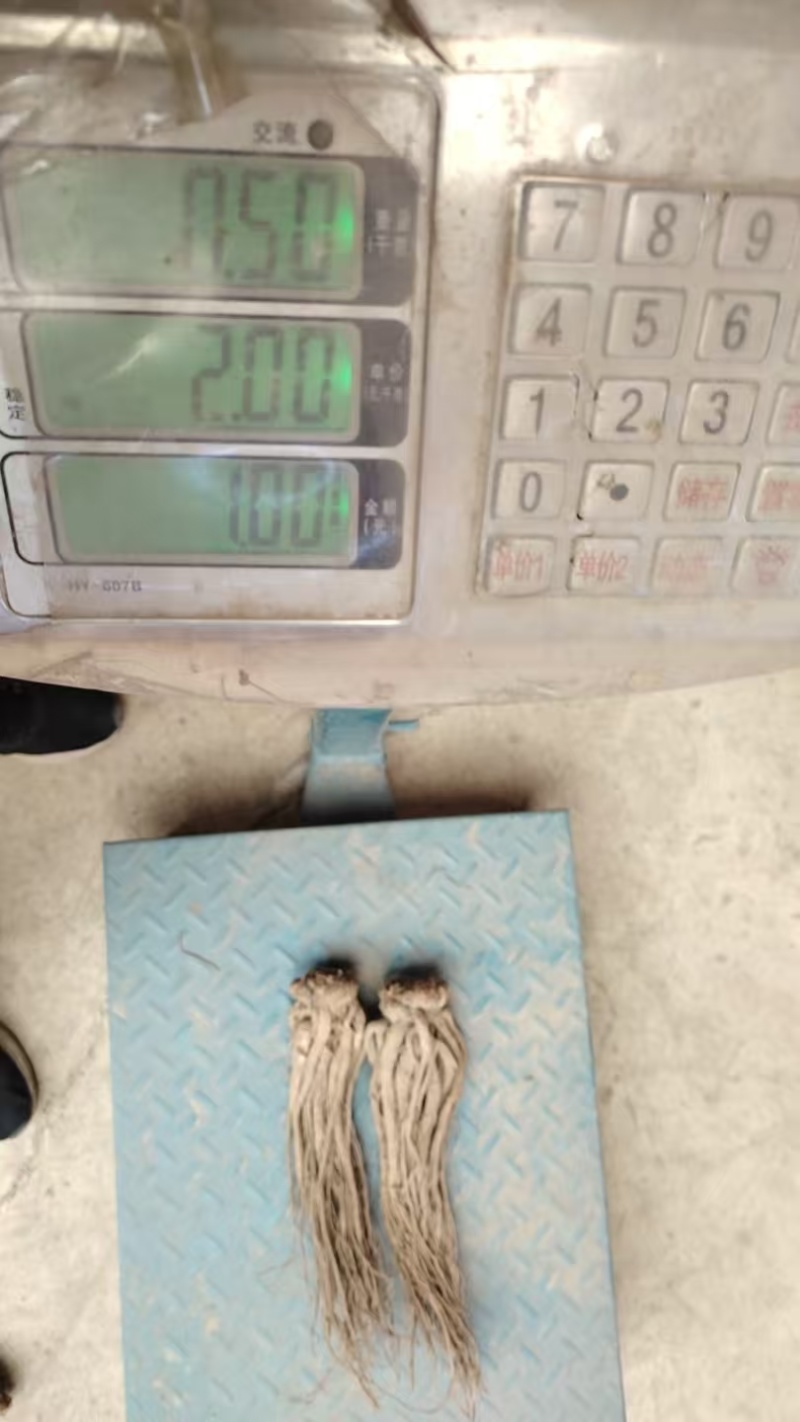 【精品】原产地无硫当归，药含量高，品质保证可视频看货