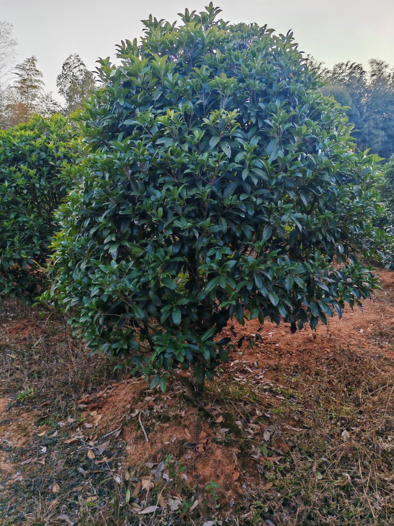 长庚桂