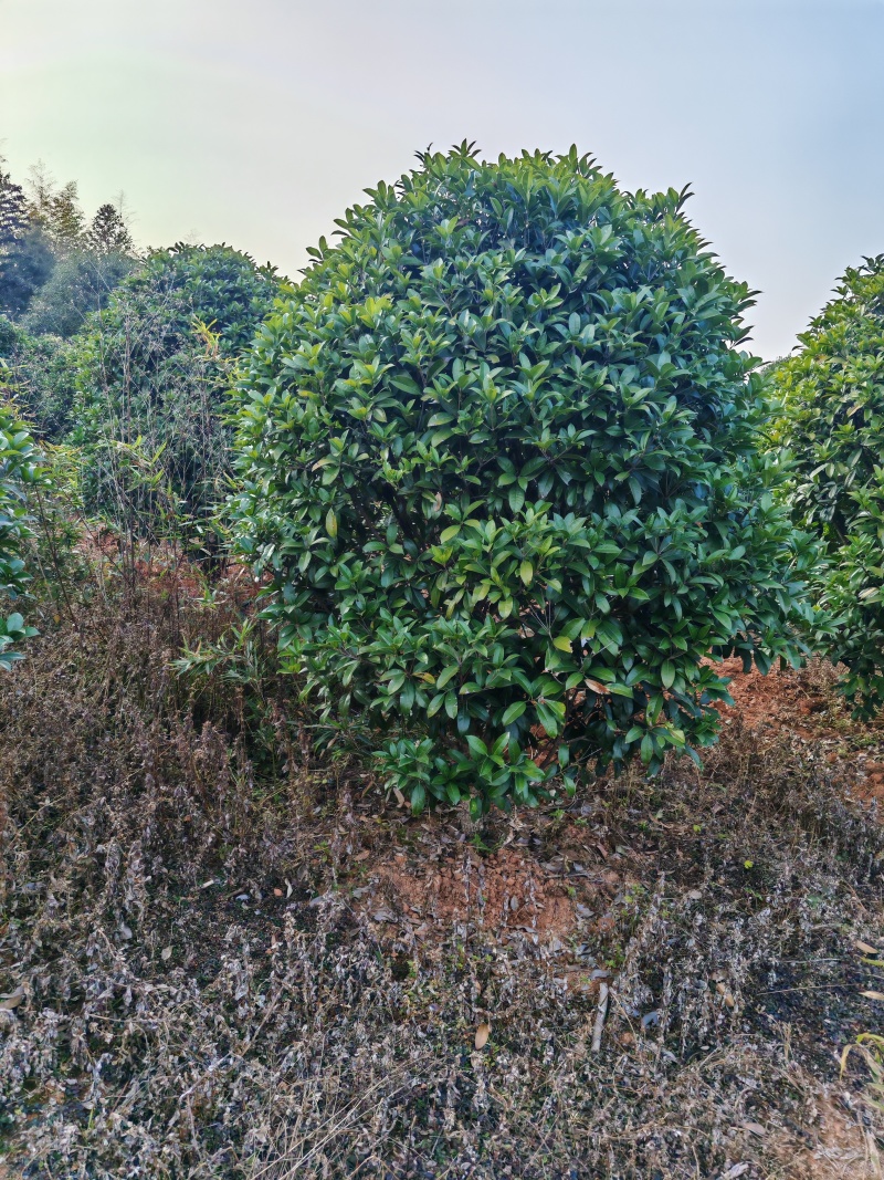 长庚桂