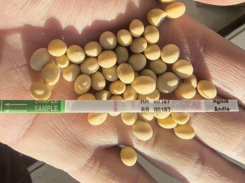 加拿大非转大豆豆制品专用大豆现货全国发货货源充足
