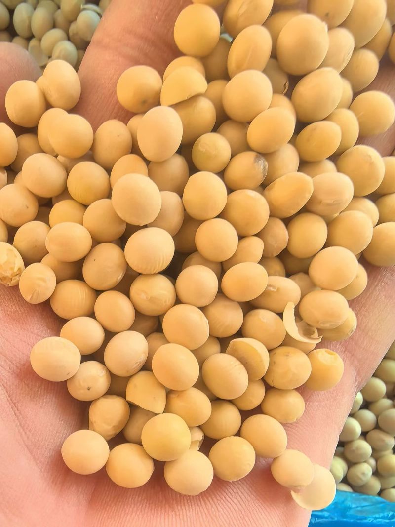 加拿大非转大豆豆制品专用大豆现货全国发货货源充足