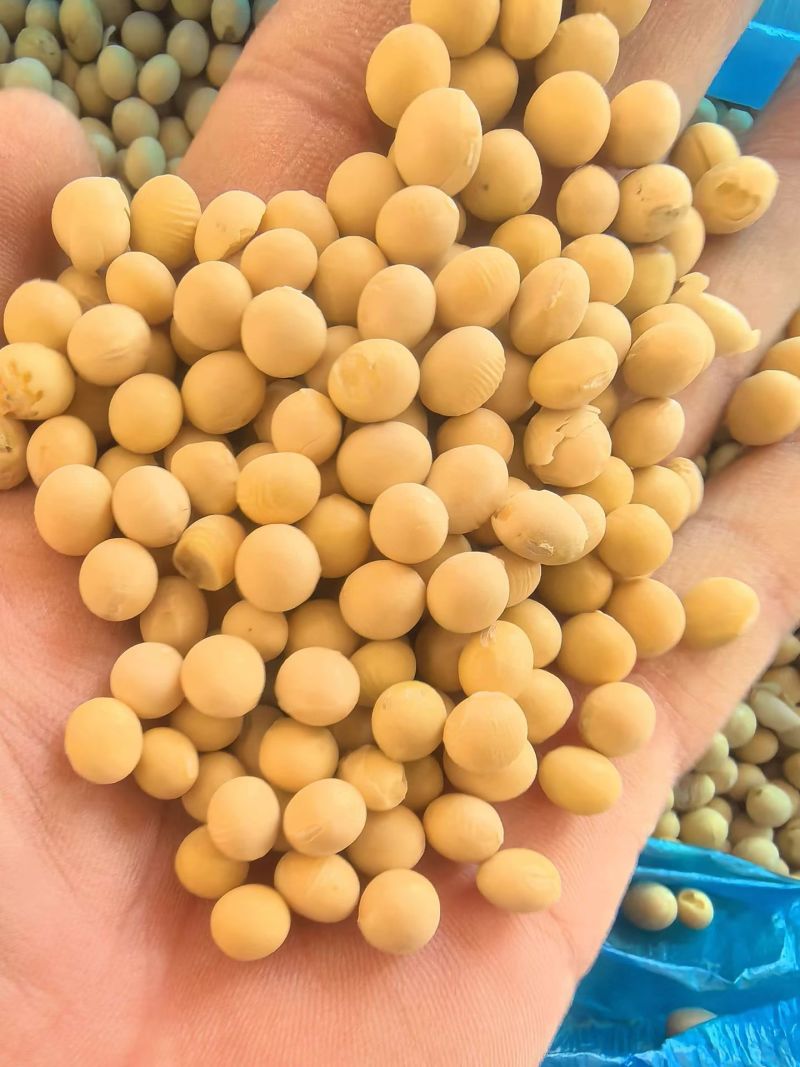 加拿大非转大豆豆制品专用大豆现货全国发货货源充足
