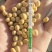 加拿大非转大豆豆制品专用大豆现货全国发货货源充足