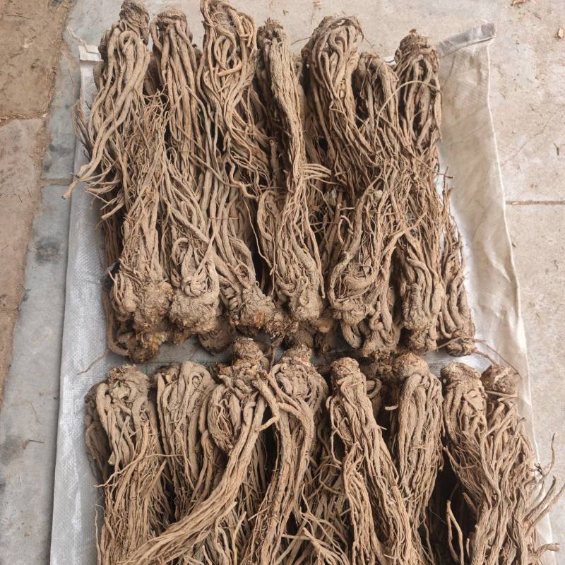 当归，甘肃岷县当归产地直销，保质保量，价格合理，诚信第一