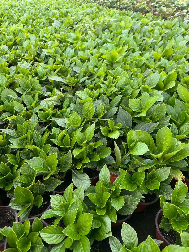 观花植物无尽夏绣球120杯、130杯基地有量，欢迎订购。