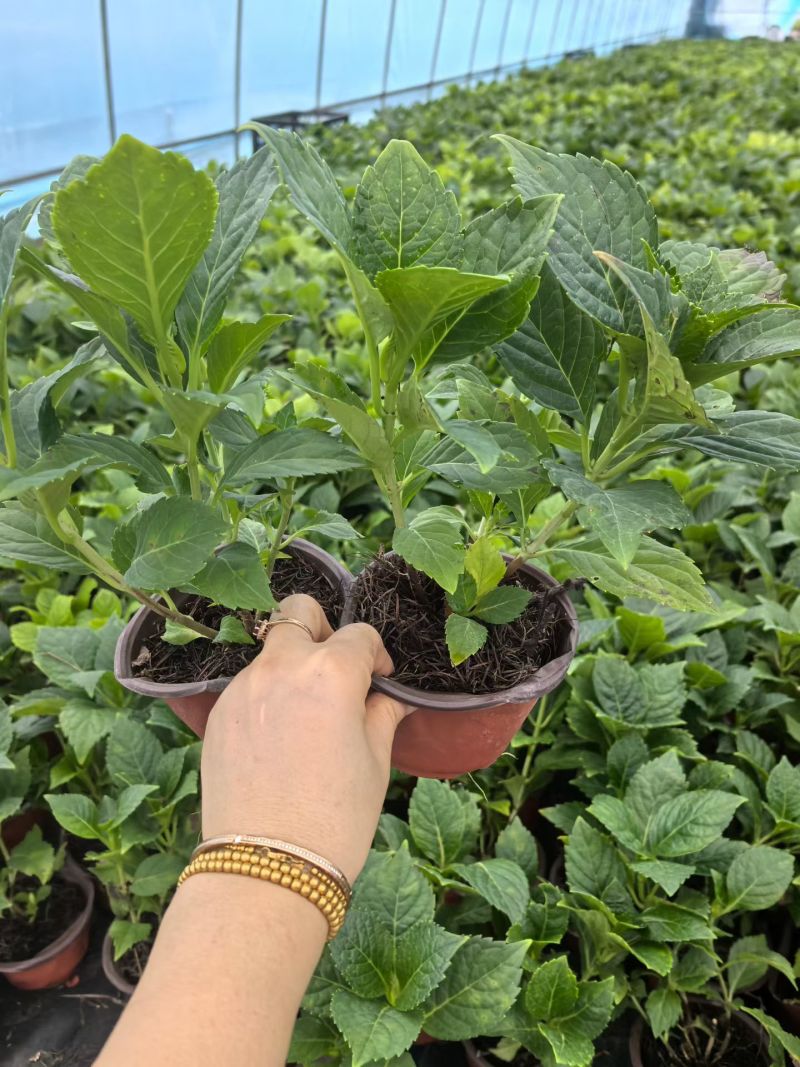 观花植物无尽夏绣球120杯、130杯基地有量，欢迎订购。