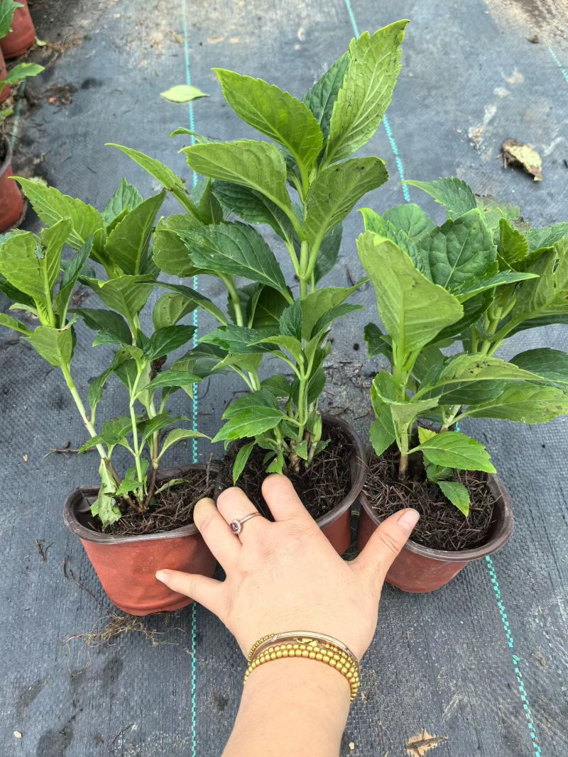 观花植物无尽夏绣球120杯、130杯基地有量，欢迎订购。
