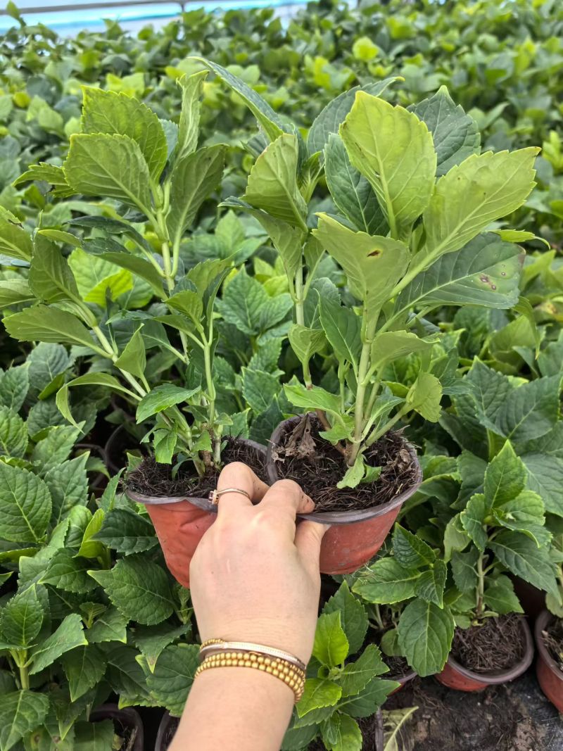 观花植物无尽夏绣球120杯、130杯基地有量，欢迎订购。