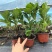 观花植物无尽夏绣球120杯、130杯基地有量，欢迎订购。