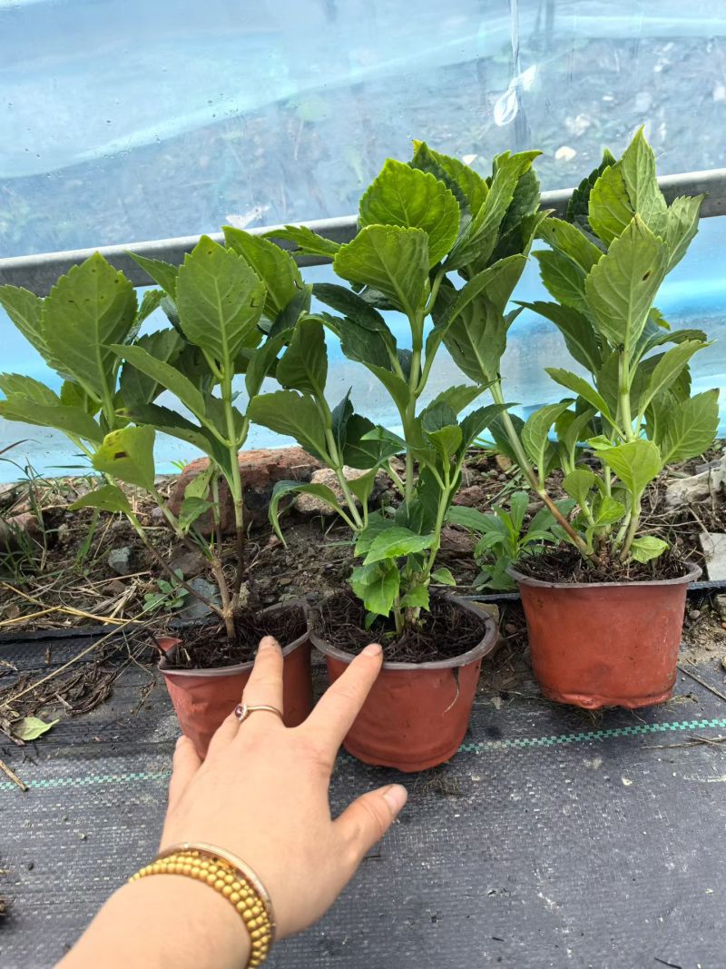 观花植物无尽夏绣球120杯、130杯基地有量，欢迎订购。