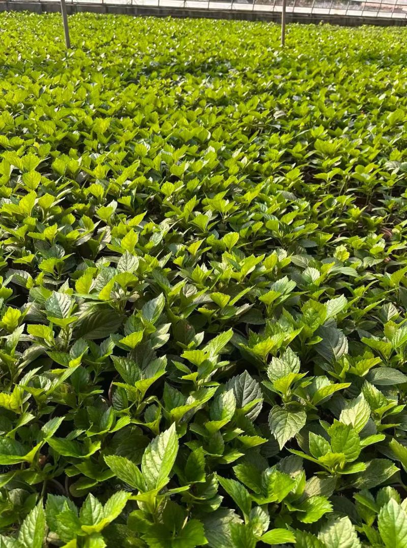 观花植物无尽夏绣球120杯、130杯基地有量，欢迎订购。