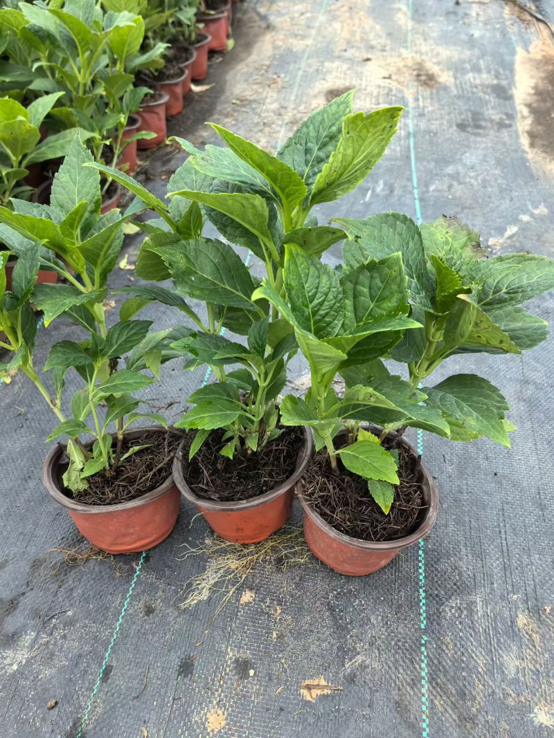 观花植物无尽夏绣球120杯、130杯基地有量，欢迎订购。